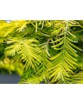 Metasequoia glyptostroboides ’Gold Rush’